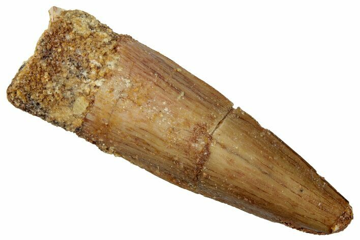 Fossil Spinosaurus Tooth - Real Dinosaur Tooth #269271